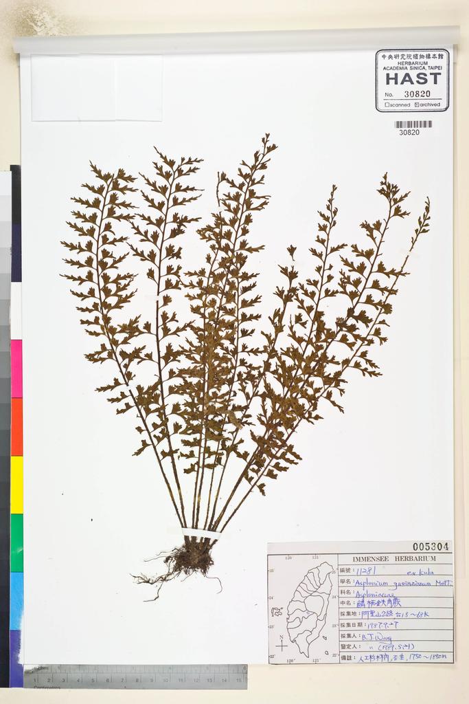 <Unit #84822 Wang, Bi-Jao | 王弼昭 | 11281:: | Asplenium gueinzianum mett. ex Kuhn.>
