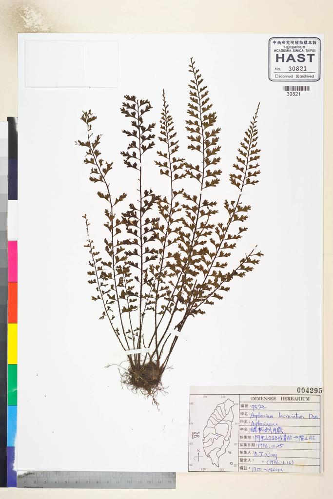 <Unit #84821 Wang, Bi-Jao | 王弼昭 | 9572:: | Asplenium laciniatum D. Don>