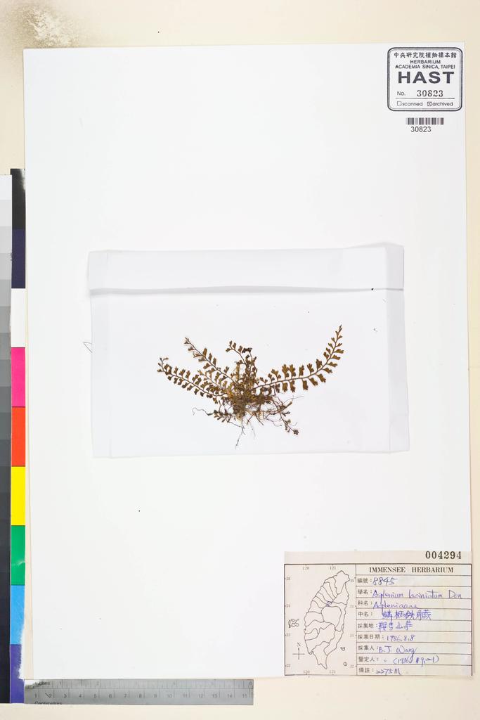 <Unit #84819 Wang, Bi-Jao | 王弼昭 | 8845:: | Asplenium laciniatum D. Don>