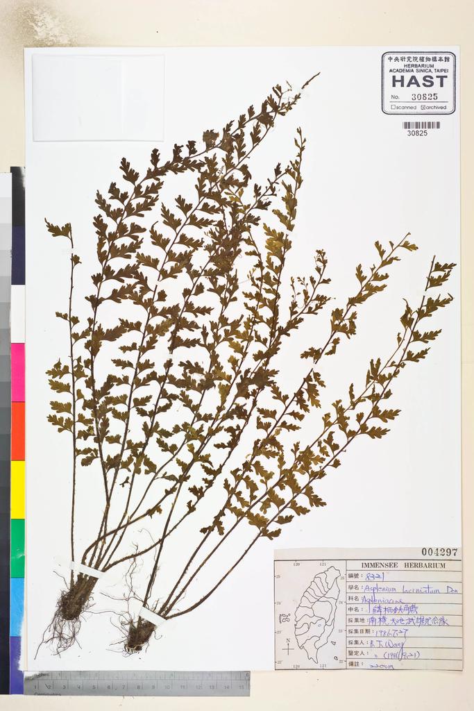 <Unit #84817 Wang, Bi-Jao | 王弼昭 | 8321:: | Asplenium laciniatum D. Don>