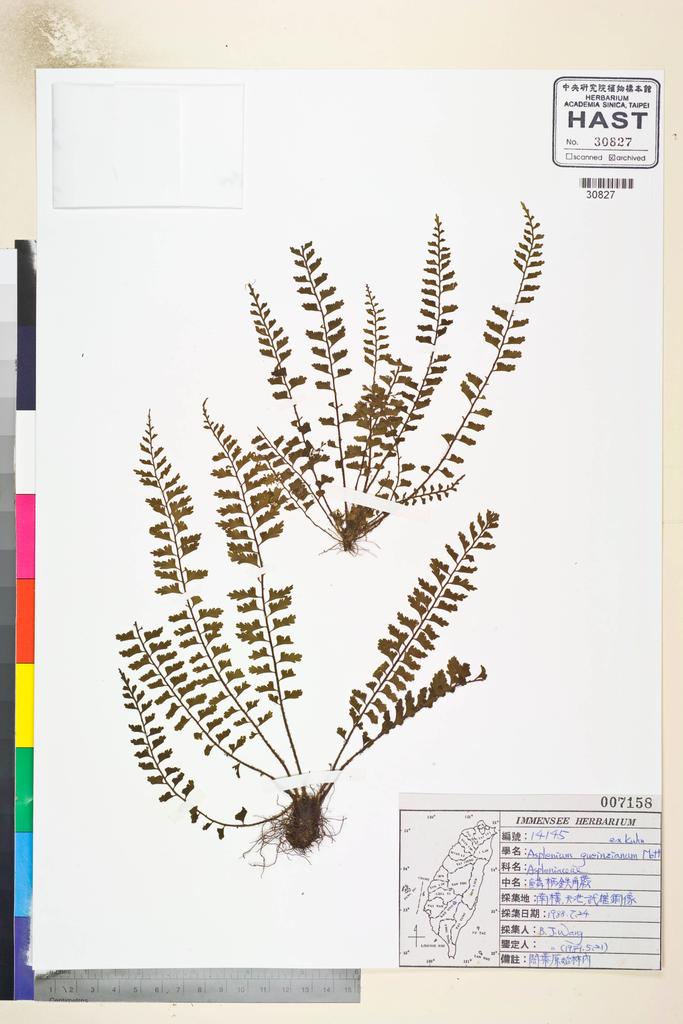 <Unit #84815 Wang, Bi-Jao | 王弼昭 | 14145:: | Asplenium gueinzianum mett. ex Kuhn.>