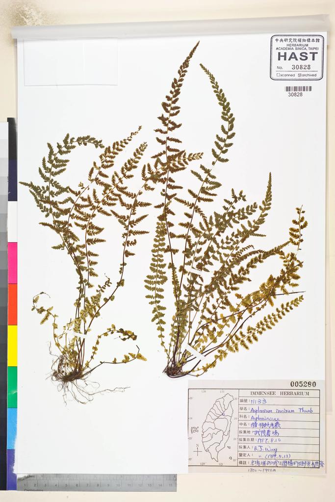 <Unit #84829 Wang, Bi-Jao | 王弼昭 | 11133:: | Asplenium incisum Thunb.>