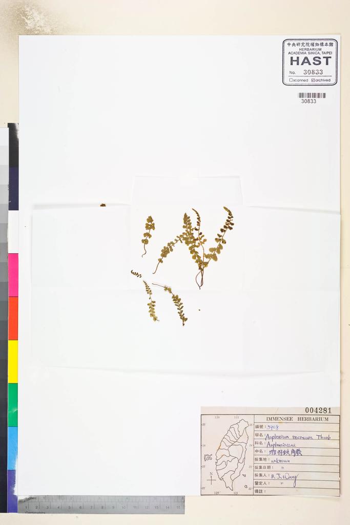 <Unit #38491 Wang, Bi-Jao | 王弼昭 | 3908:: | Asplenium incisum Thunb.>