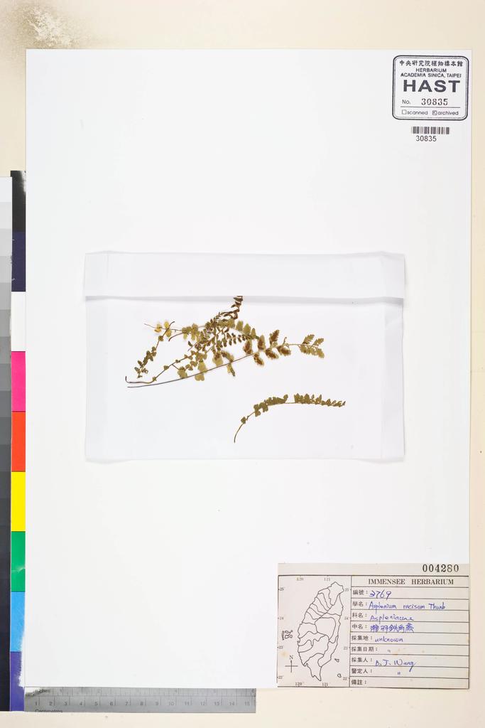 <Unit #809 Wang, Bi-Jao | 王弼昭 | 3769:: | Asplenium incisum Thunb.>
