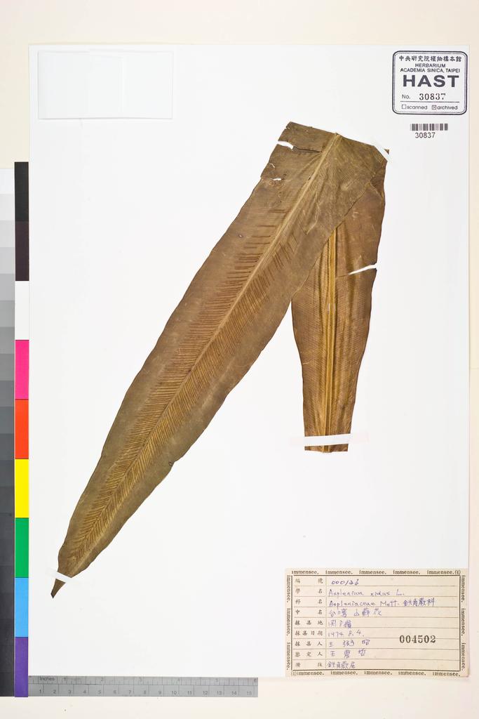 <Unit #38320 Wang, Bi-Jao | 王弼昭 | 126:: | Asplenium nidus L.>