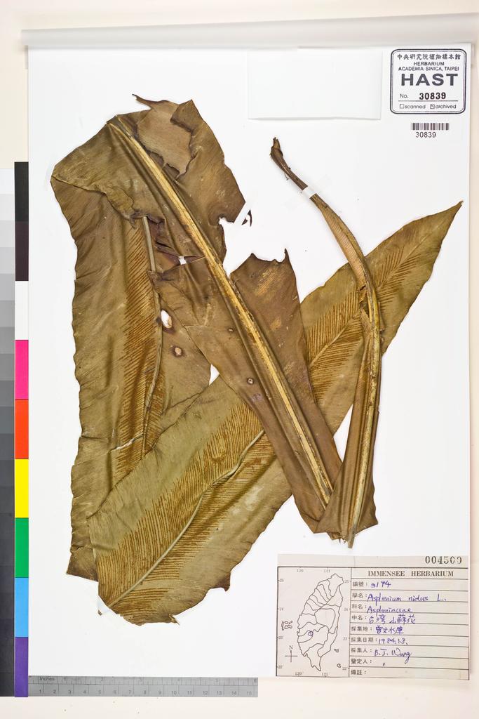 <Unit #84842 Wang, Bi-Jao | 王弼昭 | 3194:: | Asplenium nidus L.>