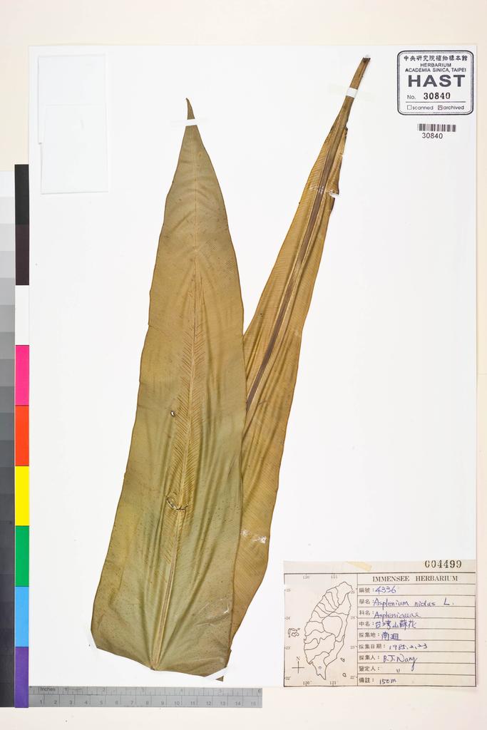<Unit #39956 Wang, Bi-Jao | 王弼昭 | 4336:: | Asplenium nidus L.>