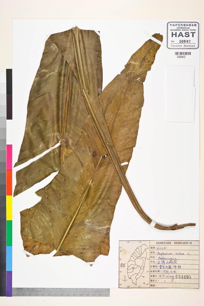 <Unit #84840 Wang, Bi-Jao | 王弼昭 | 4462:: | Asplenium nidus L.>