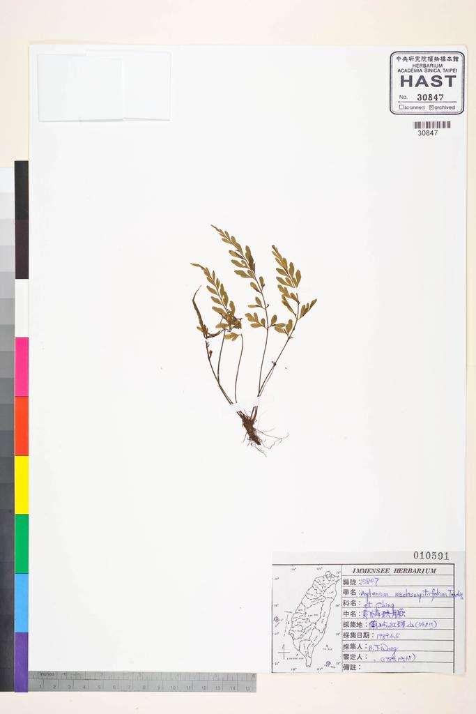 <Unit #84855 Wang, Bi-Jao | 王弼昭 | 15807:: | Asplenium neolaserpitiifolium Tardieu & Ching>
