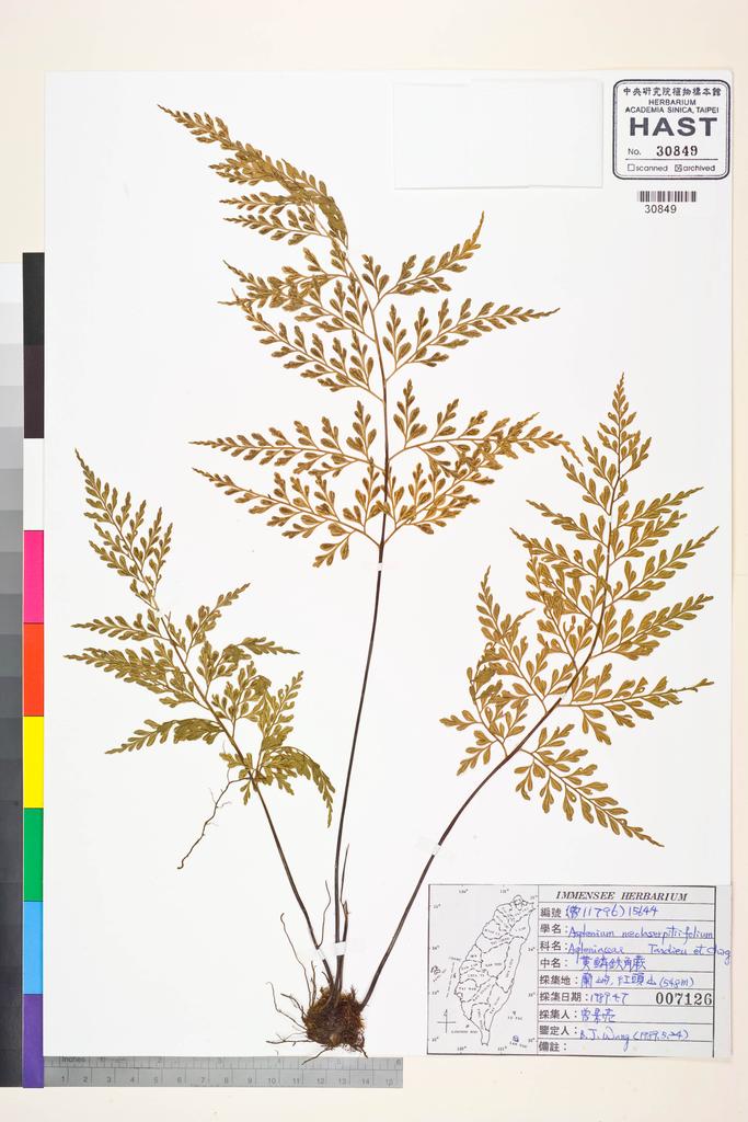 <Unit #84854 Wang, Bi-Jao | 王弼昭 | 15644:: | Asplenium neolaserpitiifolium Tardieu & Ching>