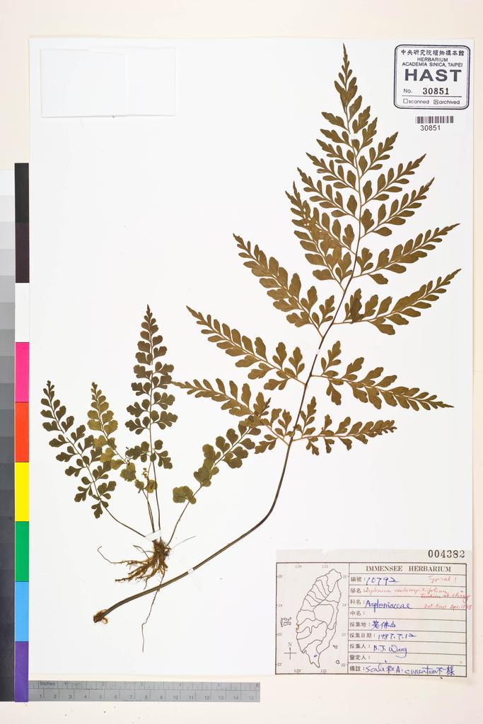 <Unit #84857 Wang, Bi-Jao | 王弼昭 | 10792:: | Asplenium neolaserpitiifolium Tardieu & Ching>
