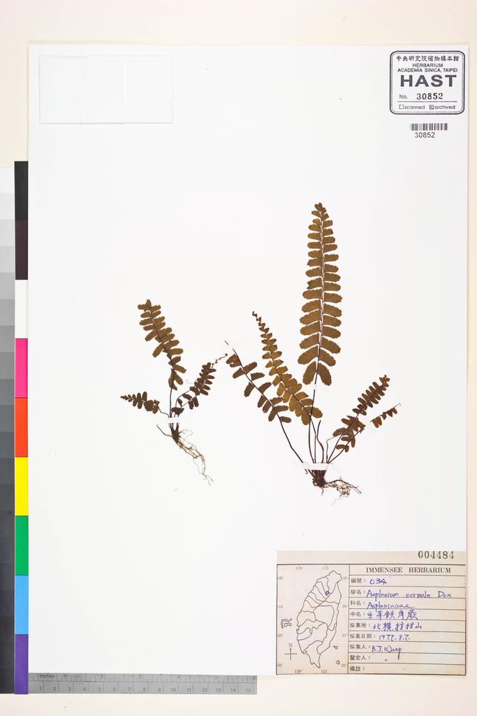 <Unit #37054 Wang, Bi-Jao | 王弼昭 | 34:: | Asplenium normale D. Don>