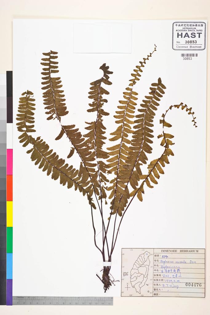 <Unit #37562 Wang, Bi-Jao | 王弼昭 | 514:: | Asplenium normale D. Don>