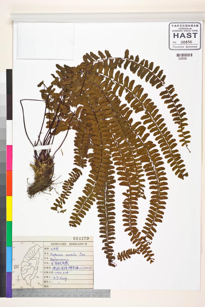 <Unit #84873 Wang, Bi-Jao | 王弼昭 | 2931:: | Asplenium normale D. Don>