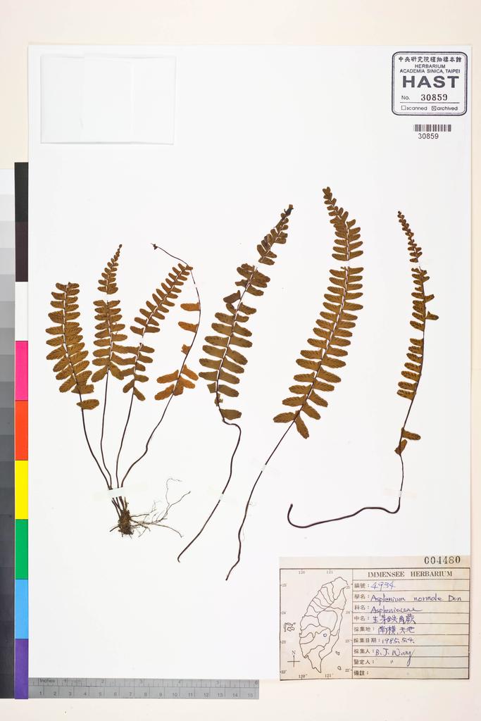 <Unit #84874 Wang, Bi-Jao | 王弼昭 | 4934:: | Asplenium normale D. Don>