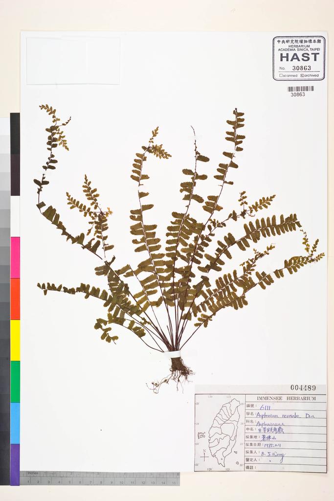 <Unit #84869 Wang, Bi-Jao | 王弼昭 | 6111:: | Asplenium normale D. Don>