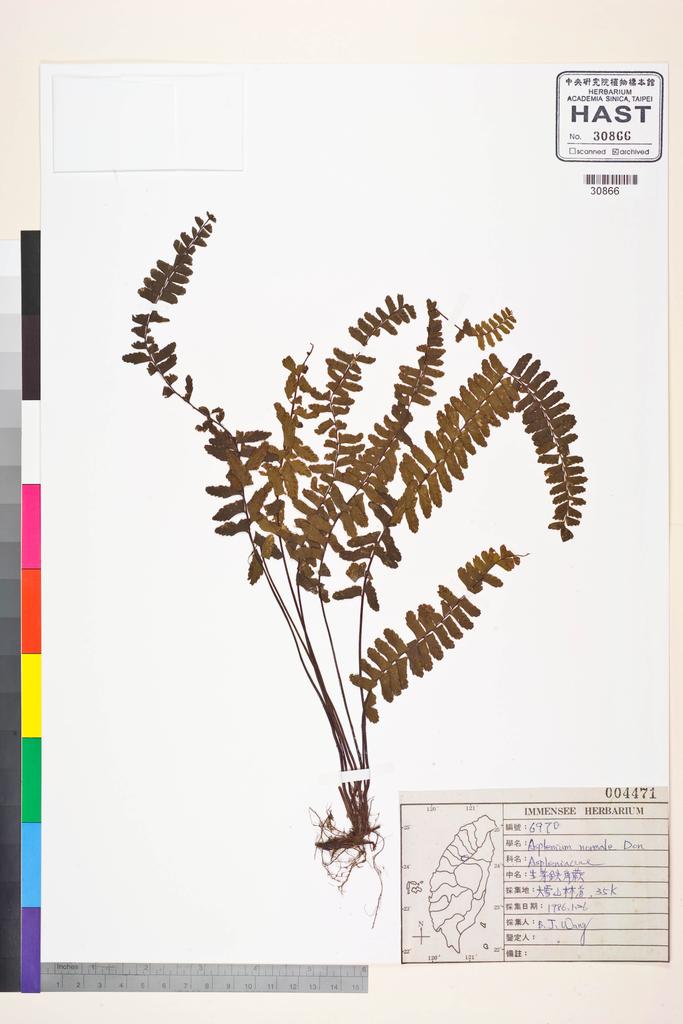 <Unit #84863 Wang, Bi-Jao | 王弼昭 | 6970:: | Asplenium normale D. Don>