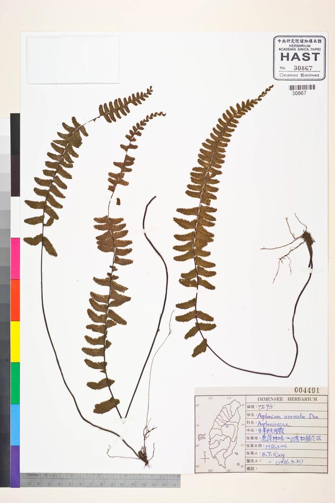 <Unit #84864 Wang, Bi-Jao | 王弼昭 | 7593:: | Asplenium normale D. Don>
