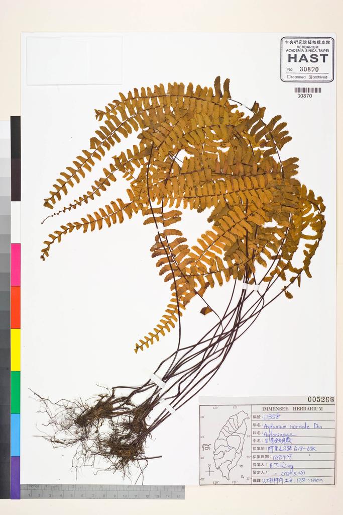 <Unit #84866 Wang, Bi-Jao | 王弼昭 | 11358:: | Asplenium normale D. Don>