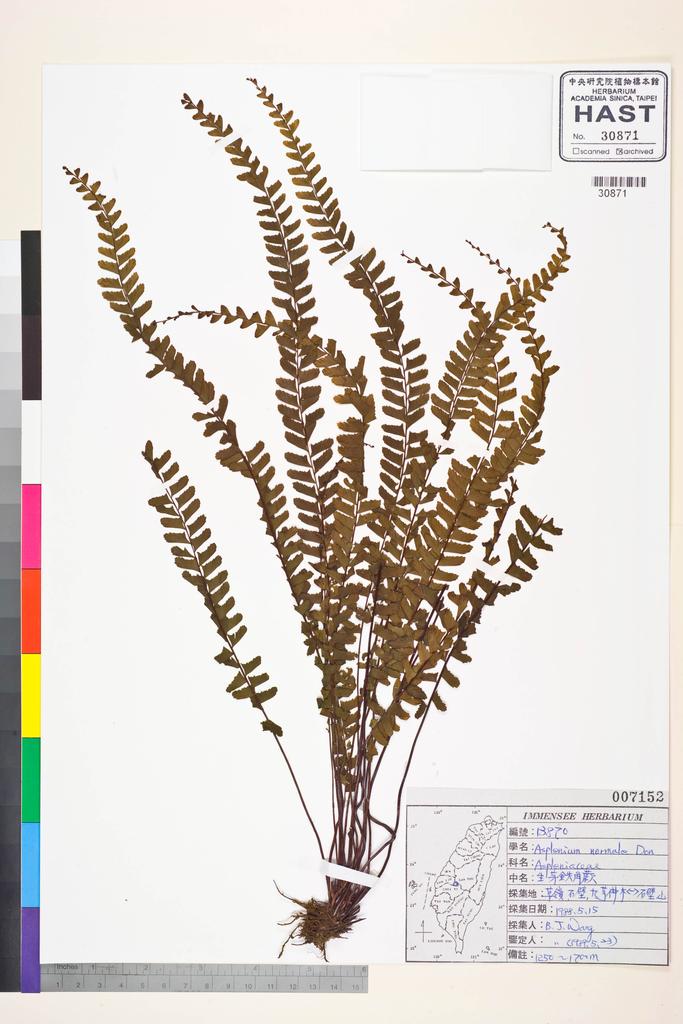 <Unit #84867 Wang, Bi-Jao | 王弼昭 | 13870:: | Asplenium normale D. Don>