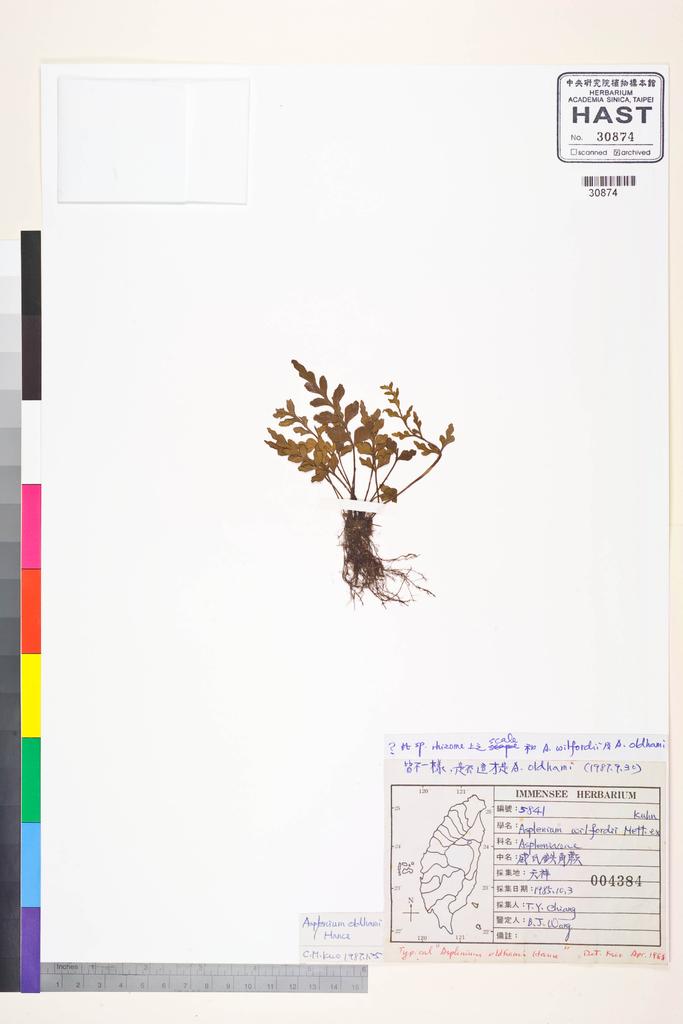 <Unit #84389 Wang, Bi-Jao | 王弼昭 | 5841:: | Asplenium oldhami Hance>