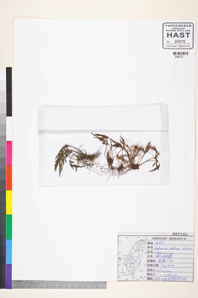 <Unit #84390 Wang, Bi-Jao | 王弼昭 | 14181:: | Asplenium oldhami Hance>