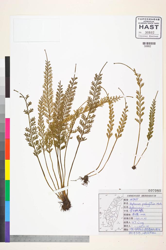 <Unit #84440 Wang, Bi-Jao | 王弼昭 | 14745:: | Asplenium prolongatum Hook.>