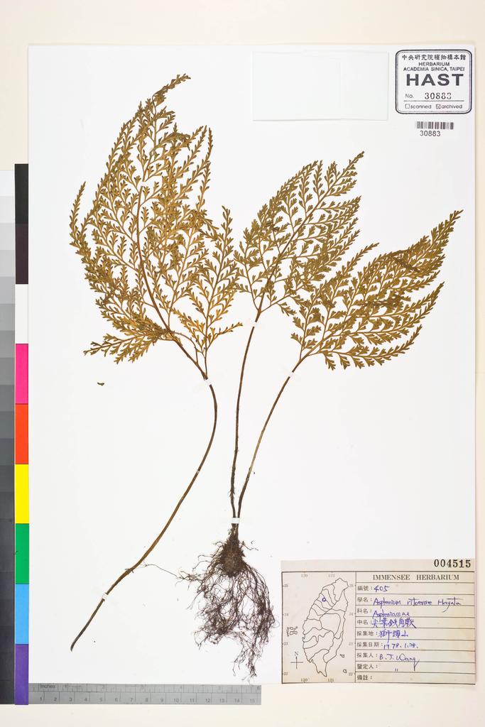 <Unit #2269 Wang, Bi-Jao | 王弼昭 | 405:: | Asplenium ritoense Hayata>