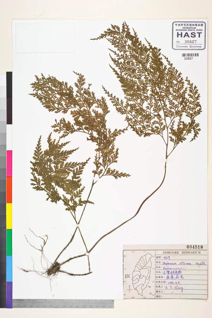 <Unit #37283 Wang, Bi-Jao | 王弼昭 | 969:: | Asplenium ritoense Hayata>
