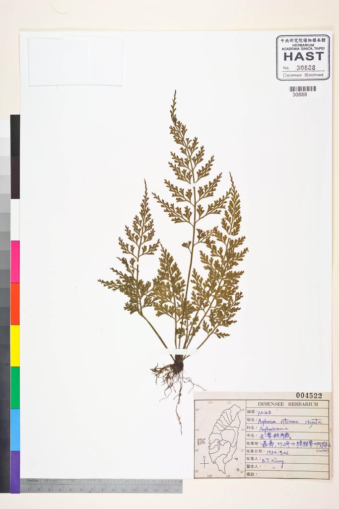 <Unit #84457 Wang, Bi-Jao | 王弼昭 | 1220:: | Asplenium ritoense Hayata>