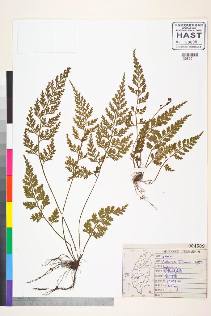 <Unit #84459 Wang, Bi-Jao | 王弼昭 | 2842:: | Asplenium ritoense Hayata>