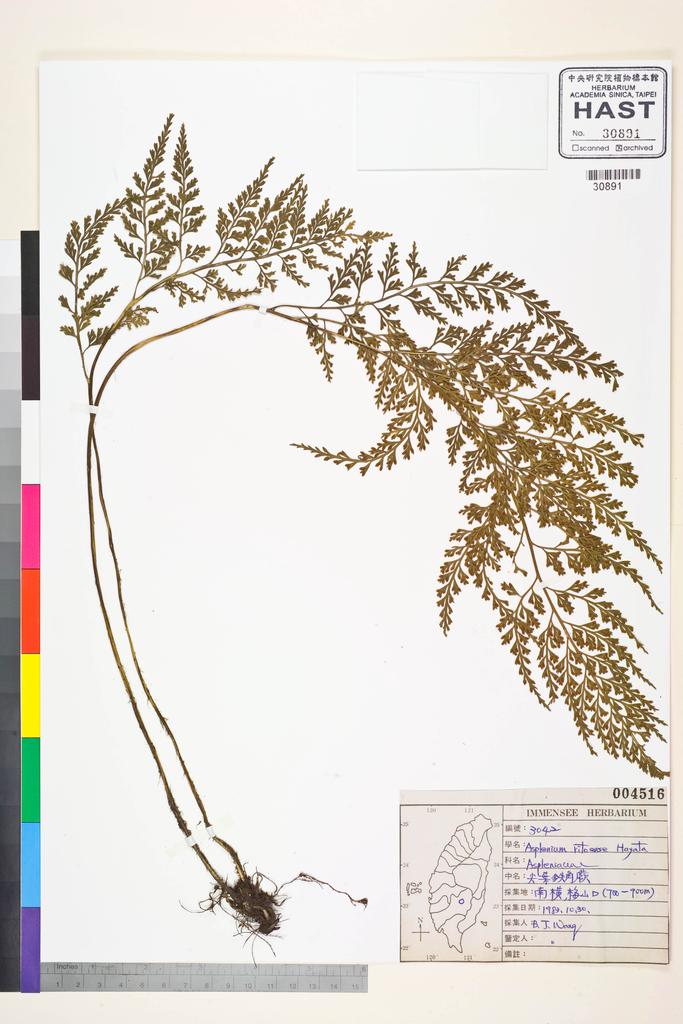 <Unit #84460 Wang, Bi-Jao | 王弼昭 | 3042:: | Asplenium ritoense Hayata>