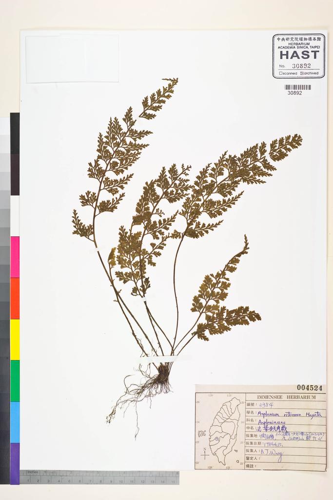 <Unit #36323 Wang, Bi-Jao | 王弼昭 | 3384:: | Asplenium ritoense Hayata>
