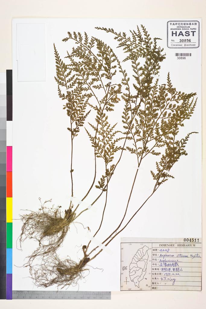 <Unit #39295 Wang, Bi-Jao | 王弼昭 | 4248:: | Asplenium ritoense Hayata>