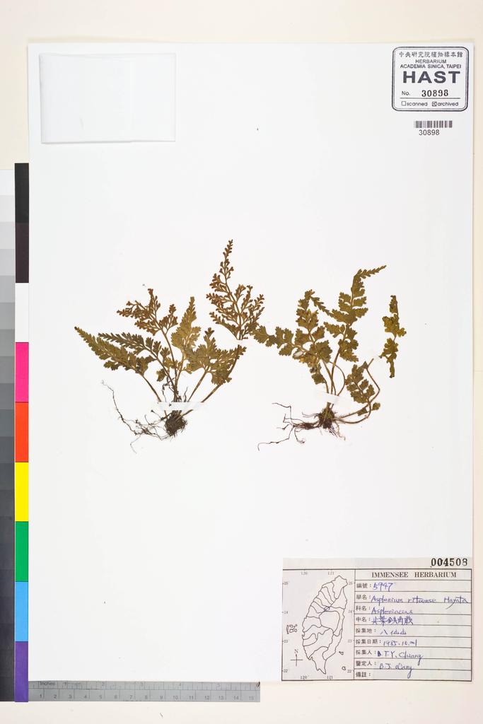 <Unit #84516 Wang, Bi-Jao | 王弼昭 | 5947:: | Asplenium ritoense Hayata>
