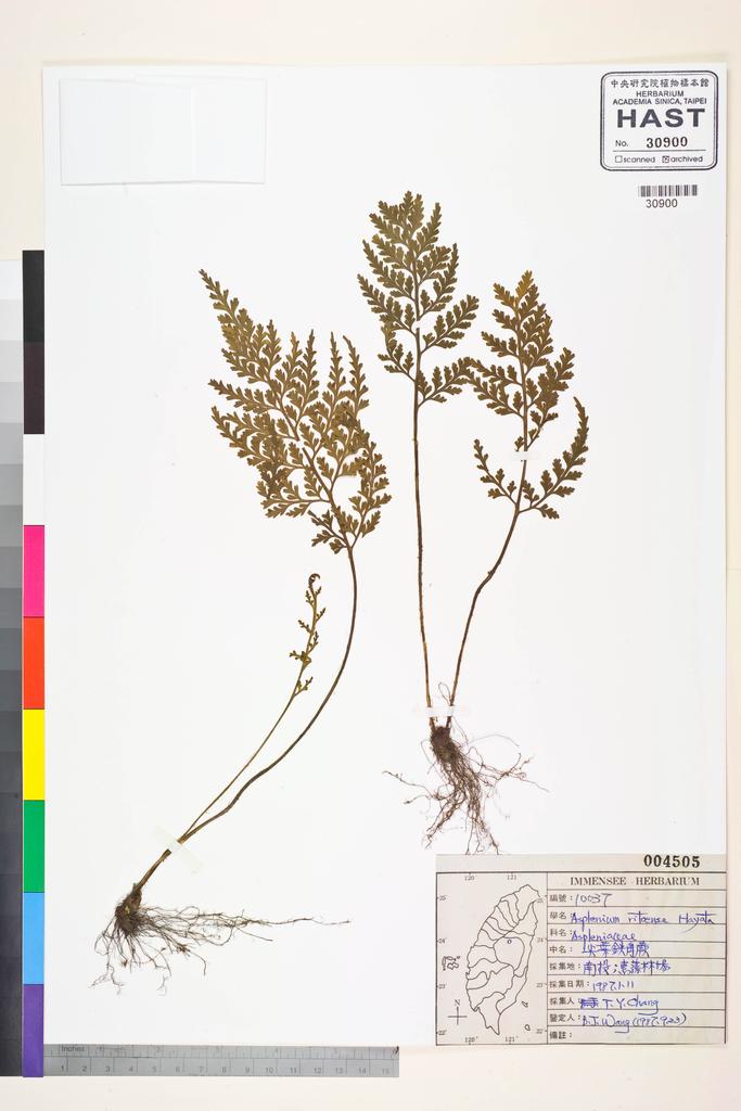 <Unit #84521 Wang, Bi-Jao | 王弼昭 | 10037:: | Asplenium ritoense Hayata>