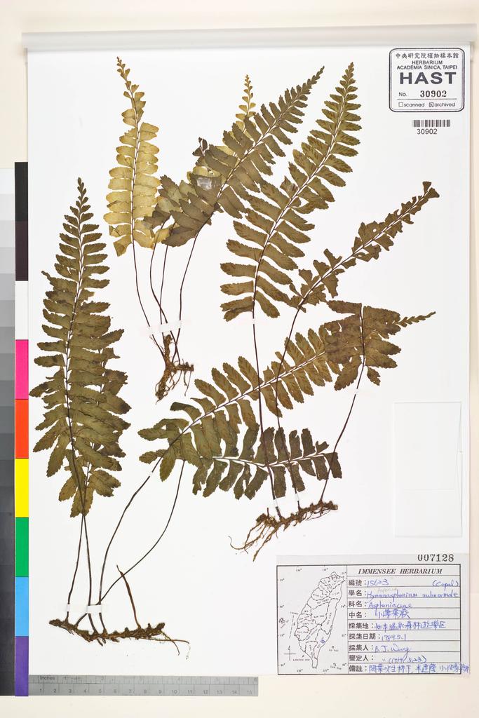 <Unit #84540 Wang, Bi-Jao | 王弼昭 | 15623:: | Asplenium subnormale Copel.>