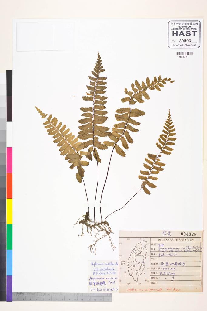 <Unit #84539 Wang, Bi-Jao | 王弼昭 | 918:: | Asplenium subnormale Copel.>