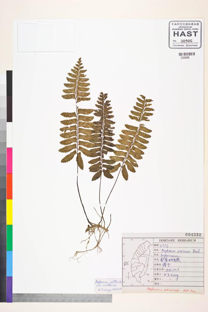 <Unit #84536 Wang, Bi-Jao | 王弼昭 | 6376:: | Asplenium subnormale Copel.>
