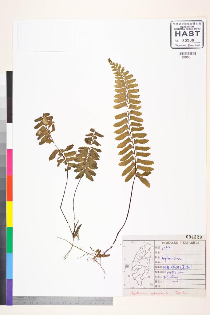 <Unit #84534 Wang, Bi-Jao | 王弼昭 | 10821:: | Asplenium subnormale Copel.>