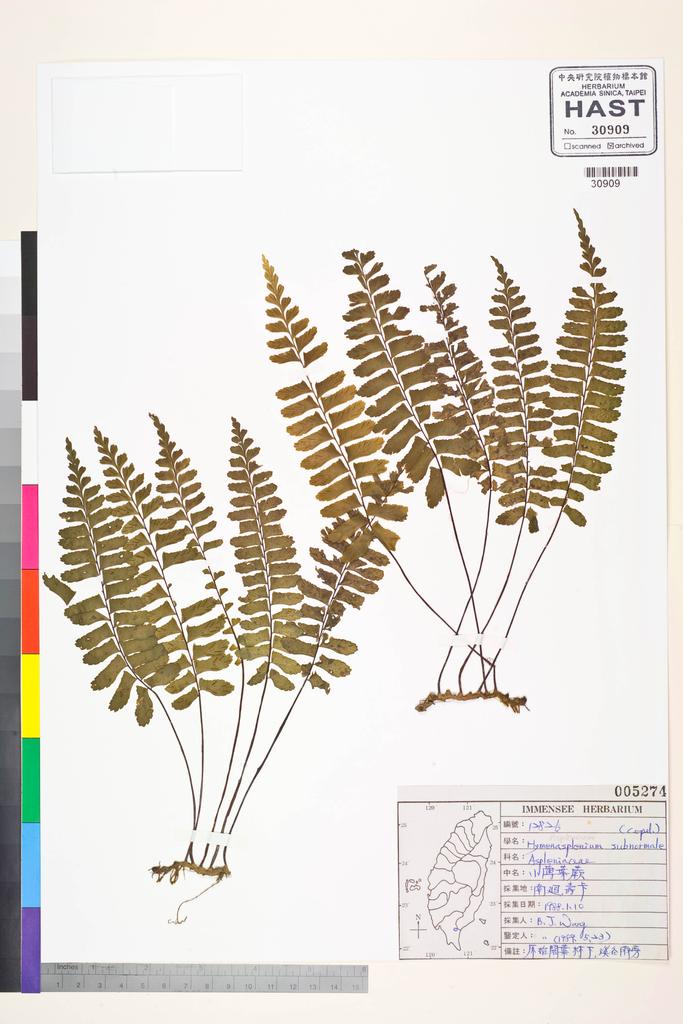 <Unit #84533 Wang, Bi-Jao | 王弼昭 | 12826:: | Asplenium subnormale Copel.>