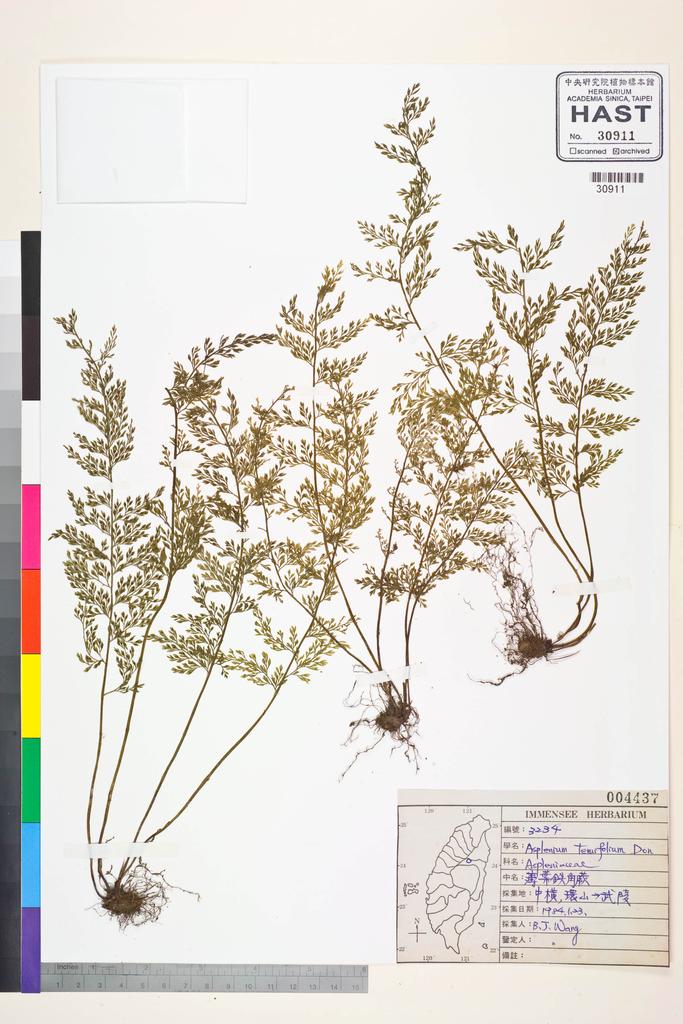 <Unit #84583 Wang, Bi-Jao | 王弼昭 | 3234:: | Asplenium tenuifolium D. Don>