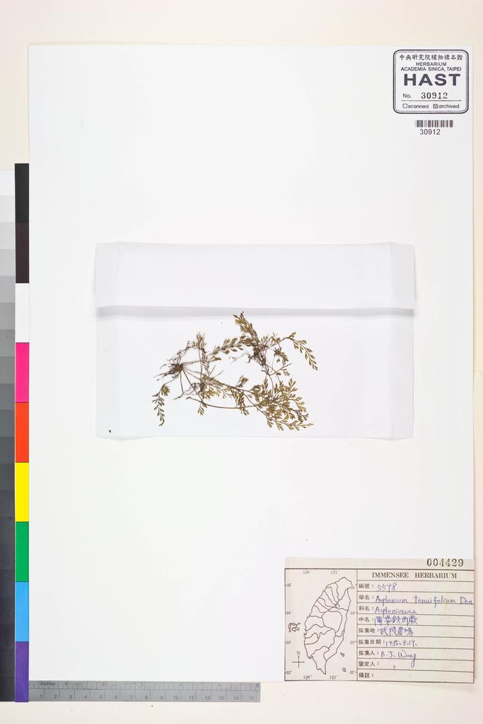 <Unit #84582 Wang, Bi-Jao | 王弼昭 | 5598:: | Asplenium tenuifolium D. Don>