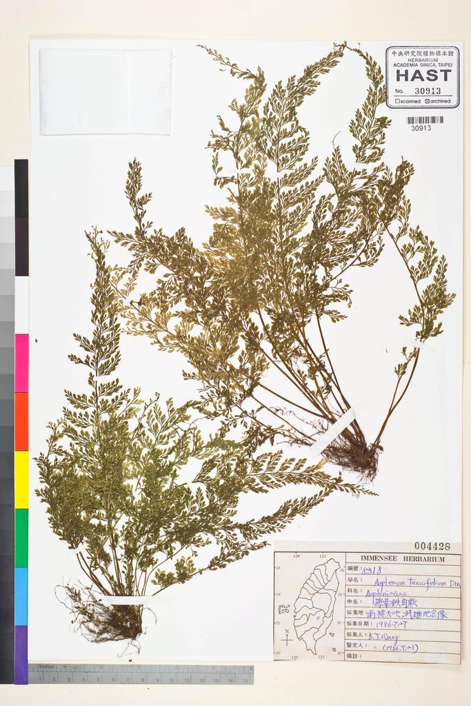 <Unit #84581 Wang, Bi-Jao | 王弼昭 | 8318:: | Asplenium tenuifolium D. Don>