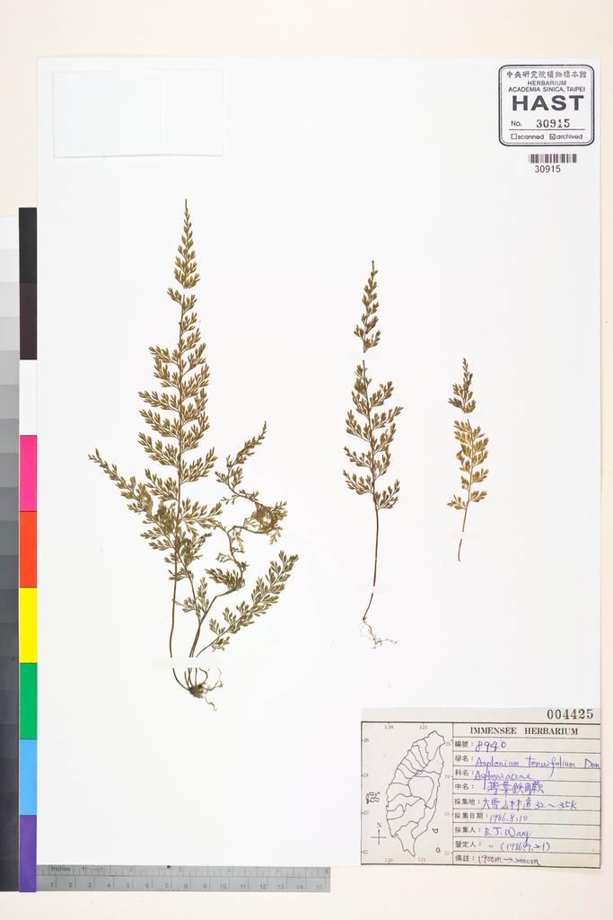 <Unit #84579 Wang, Bi-Jao | 王弼昭 | 8940:: | Asplenium tenuifolium D. Don>