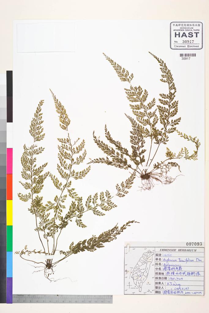 <Unit #84577 Wang, Bi-Jao | 王弼昭 | 14140:: | Asplenium tenuifolium D. Don>