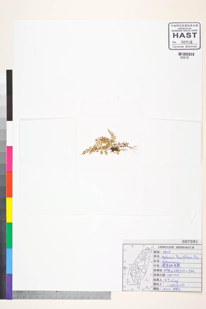 <Unit #84576 Wang, Bi-Jao | 王弼昭 | 15018:: | Asplenium tenuifolium D. Don>