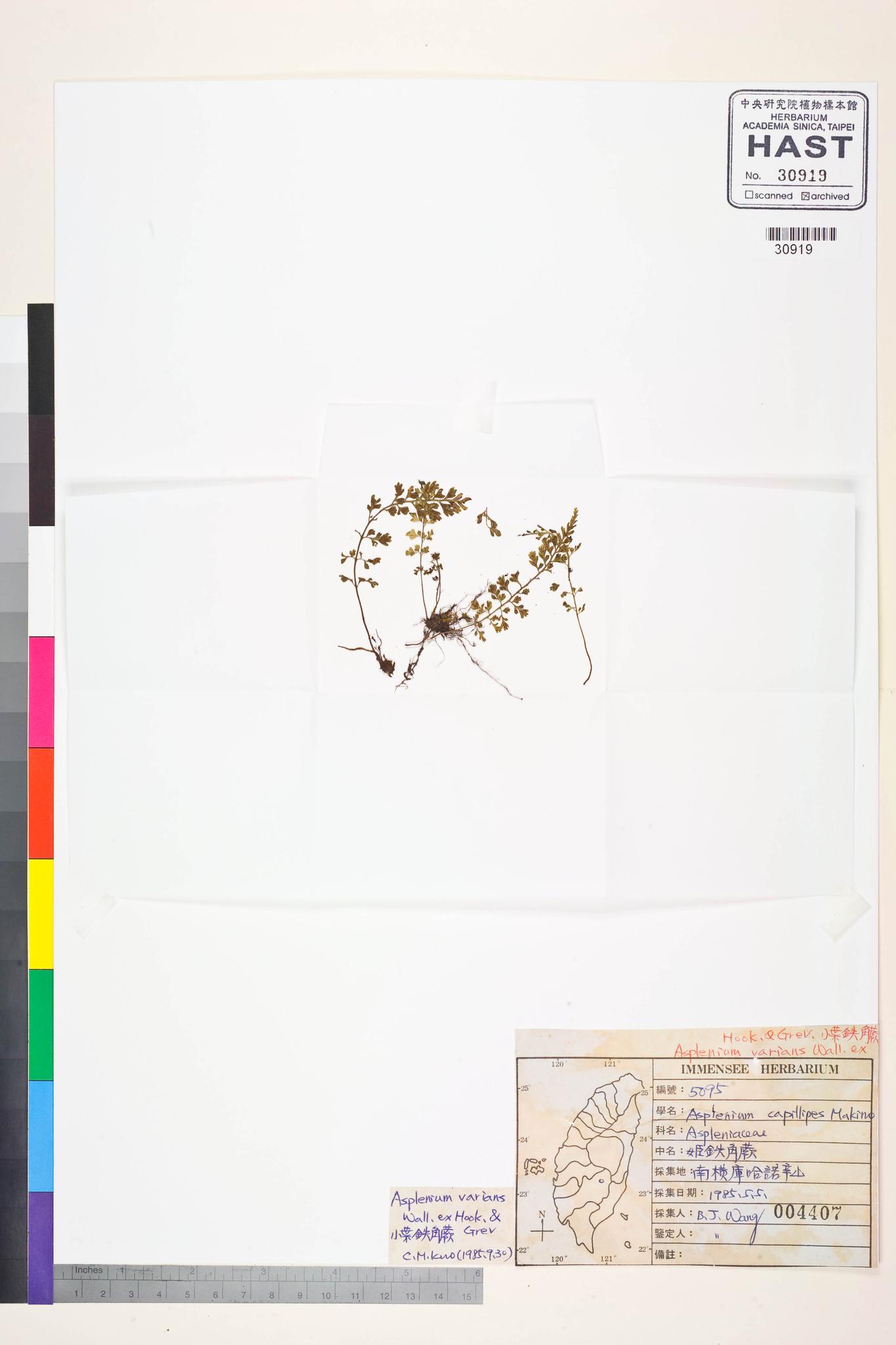 Sample image for viewer