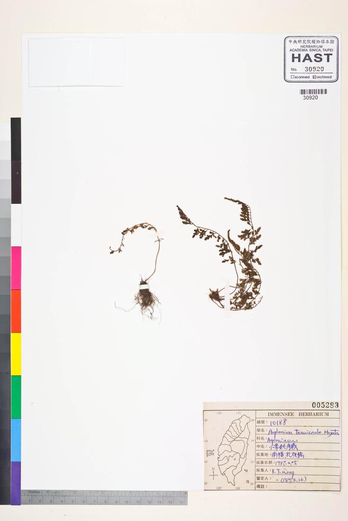 <Unit #84565 Wang, Bi-Jao | 王弼昭 | 10188:: | Asplenium tenuicaule Hayata>