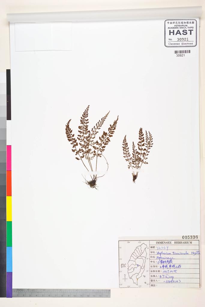 <Unit #84564 Wang, Bi-Jao | 王弼昭 | 12349:: | Asplenium tenuicaule Hayata>